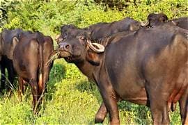 Illegal Oxytocin Use Raises Dairy Safety Concerns