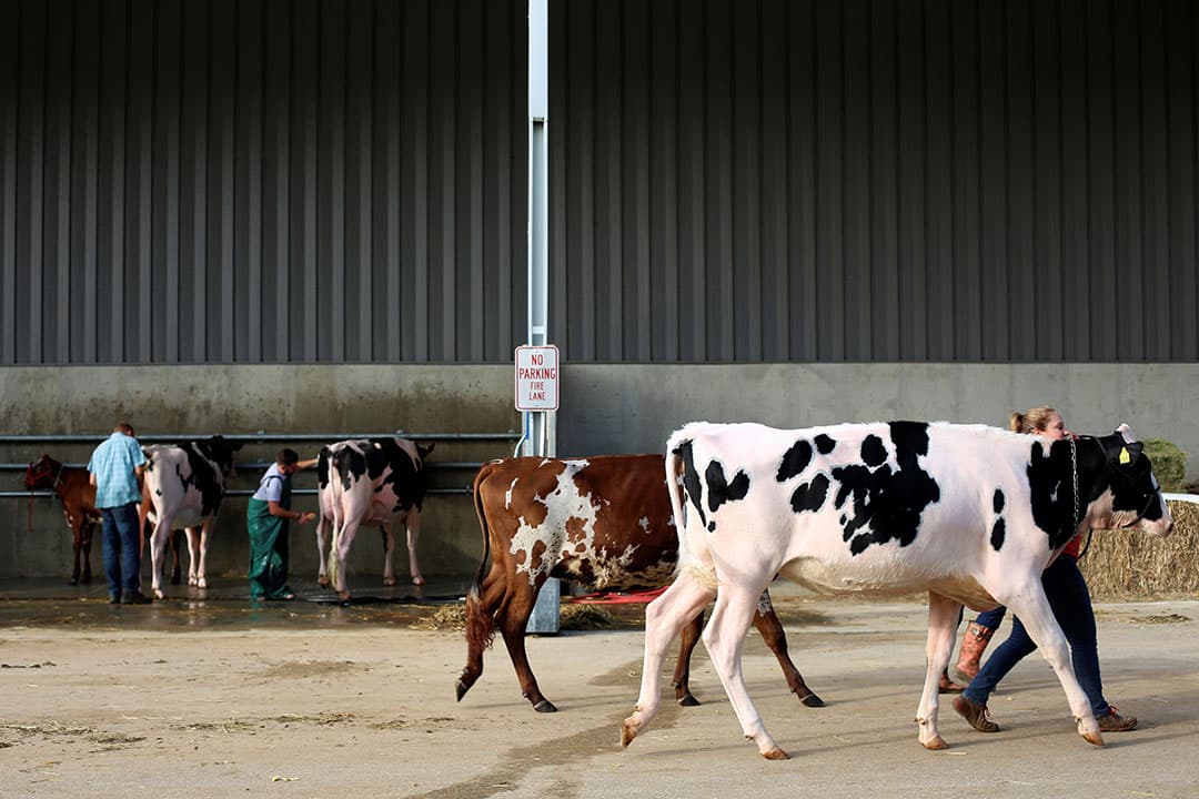 Herd Expansion Fuels Dairy Industry Growth