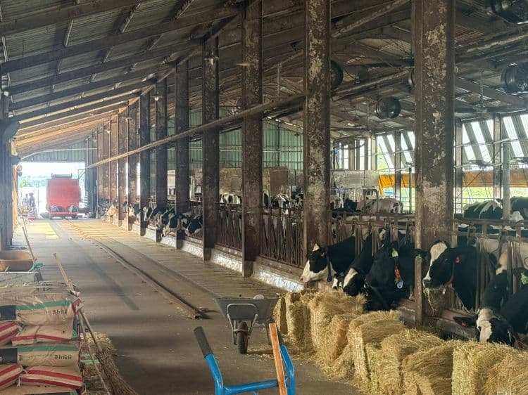 South Korea Dairy Sector Balances Quality and Efficiency