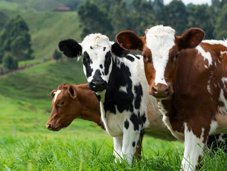 Nestlé Unveils Global Dairy Sustainability Plan