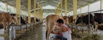 Assam Targets 10 Lakh Litres of Daily Milk Output