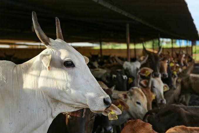 Haryana Unveils 5 Major Dairy Growth Initiatives