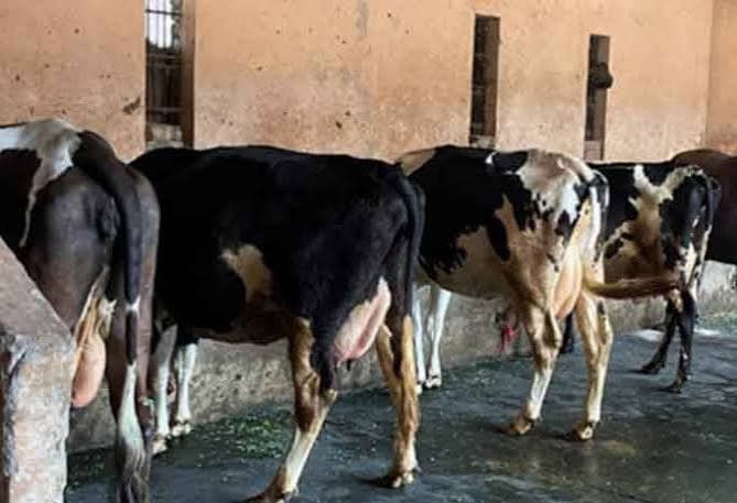 Haryana Announces Major Push for Dairy Expansion