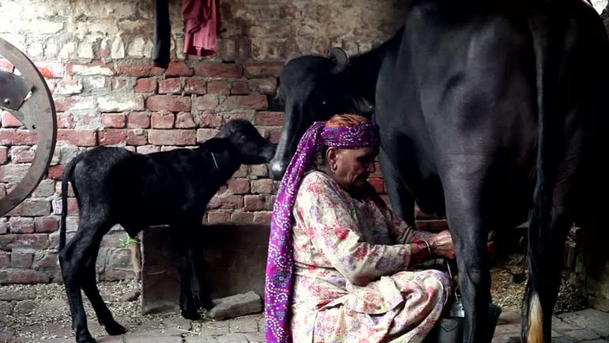 Climate Change Hits India's Milk Production