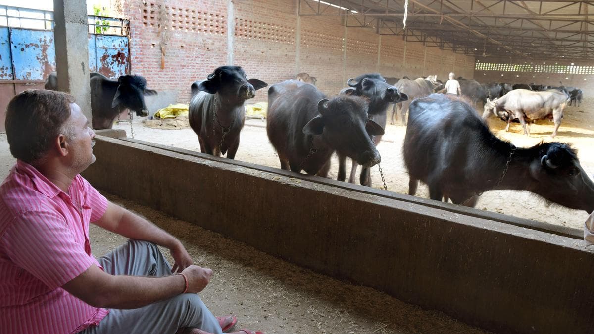 UP Links Dairy Sector With Cooperatives for Jobs