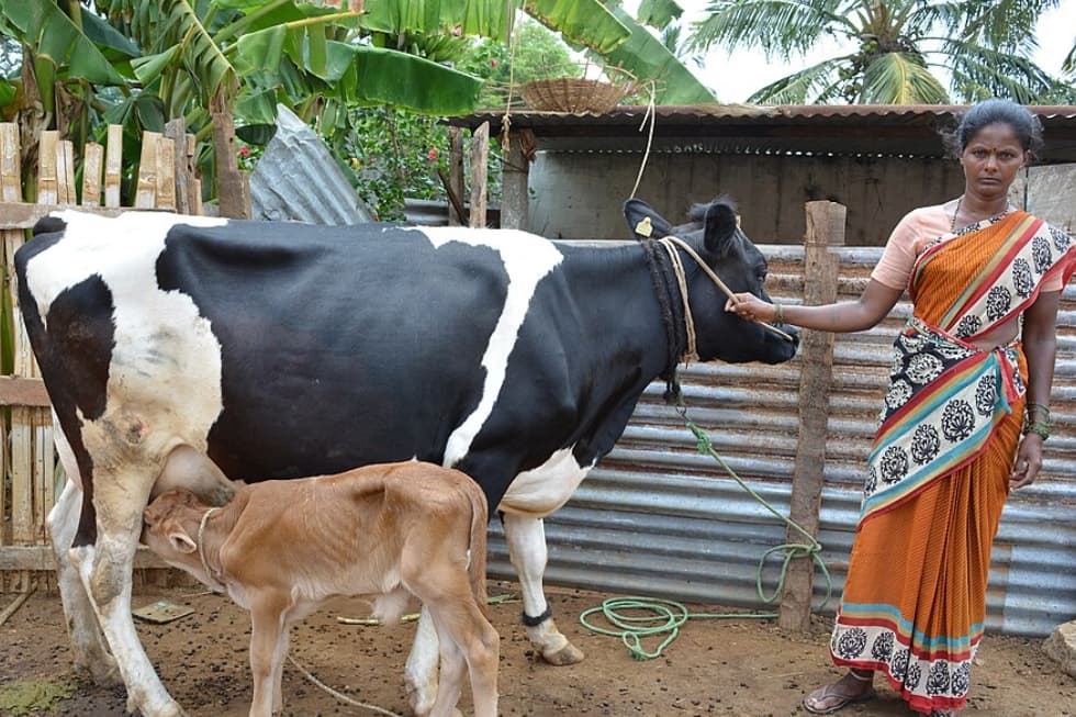 Women Drive India’s Dairy Cooperative Growth