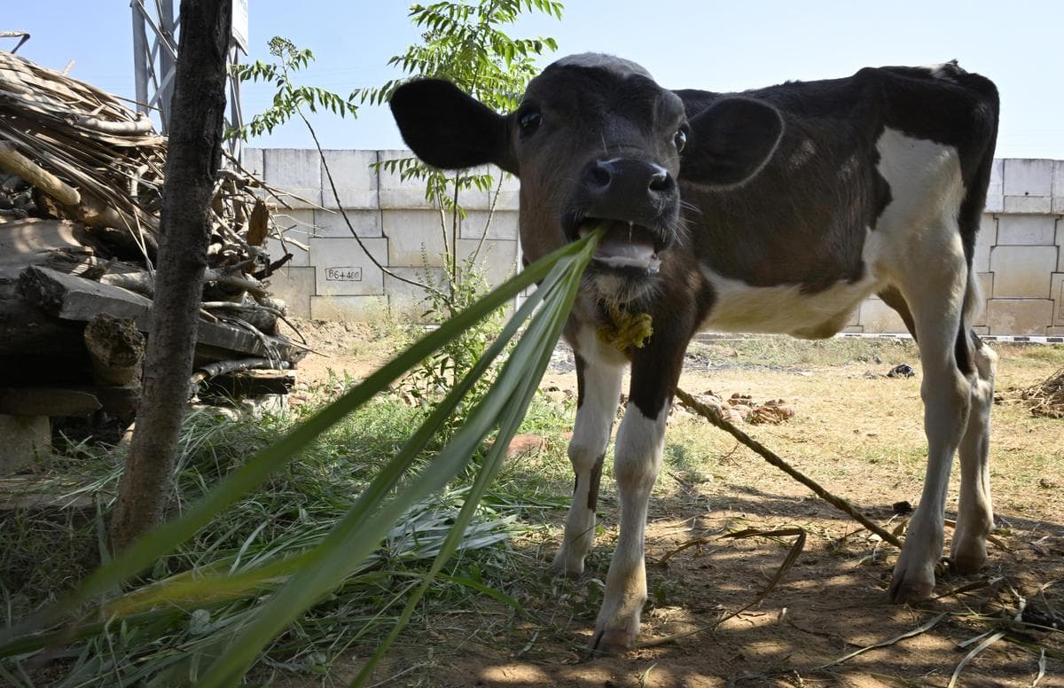 Karnataka Plans Fodder Mini-Kits for Dairy Farmers