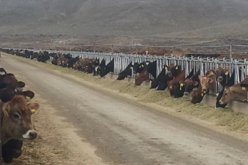 U.S. Dairy Targets 15 Billion-Pound Growth by 2030