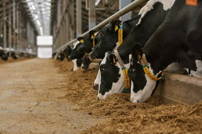 Dairy Cow Metabolism Linked to Fertility Risks