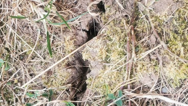 Post-Drought Grazing Raises Cow Health Risks