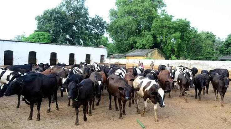 Haryana Dairy Farmers Turn Up Pressure on Vita