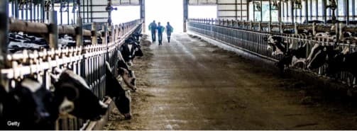 Milk production surge continues in USA
