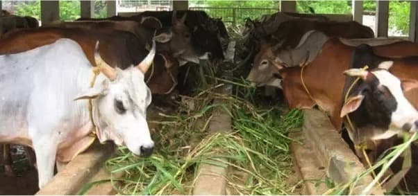 The Significance of Dairy Industry in India’s Economic Development