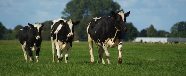 10% of UK dairy producers “likely to stop producing milk” by 2025