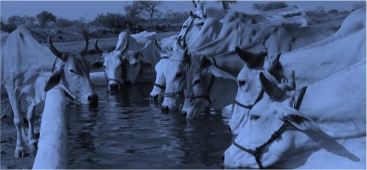 Maharashtra plans to gift over 12L bovines to farmers in 5 years