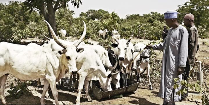 Arla Food To Set Up Dairy Farm In Nigeria, Train 1,000 Dairy Farmers