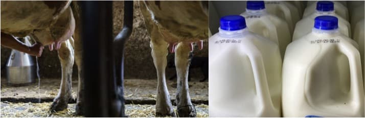 Synthetic milk made without cows? Could radically disrupt the dairy