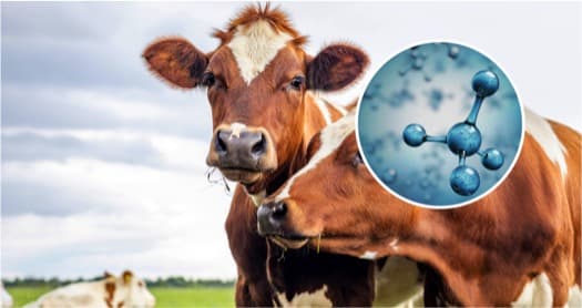 Scientists Discover Dairy Cows That Produce Less Methane