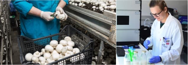 DNA of milk with Mushrooms to make no cow dairy products