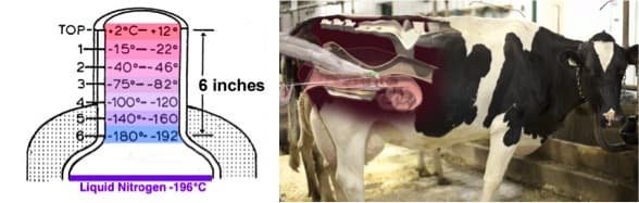 Why liquid nitrogen is critical to the Indian animal husbandry sector ?