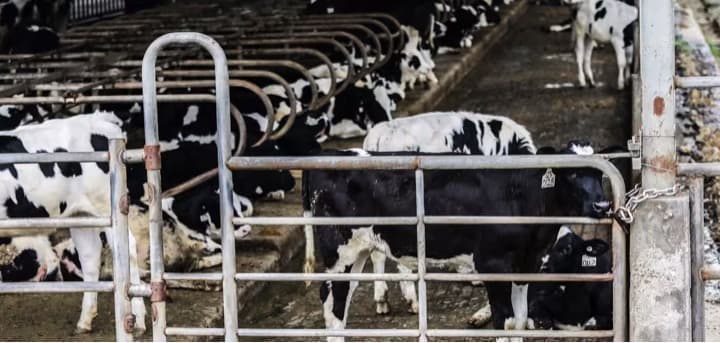 Southeast Asia’s dairy industry attracts big private equity deals