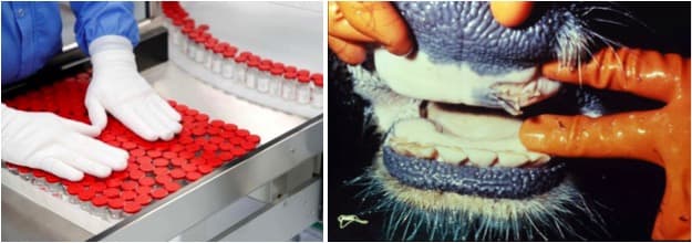 Punjab starts mass immunisation of livestock against FMD