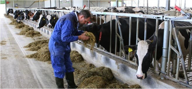 Animal welfare standards: from large to small dairy farms
