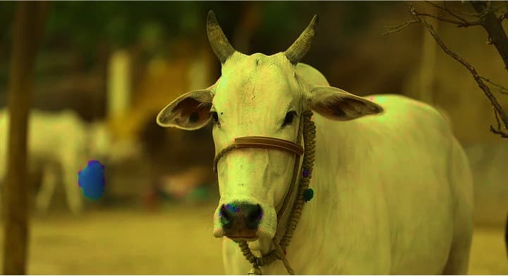 Why Union Budget 2022-23 will help India’s dairy and livestock farmers