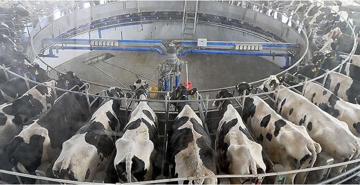 China’s Milk Industry Is Staring at New Cost Crisis