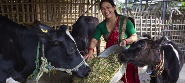 AAF-Heifer Netherland cut GHG emissions-climate-smart dairying in Nepal