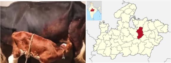 Damoh District Produces 319 Metric Tons Of Milk Every Year in MP