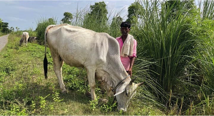Why ‘desi’ should be the catchword for India’s dairy sector