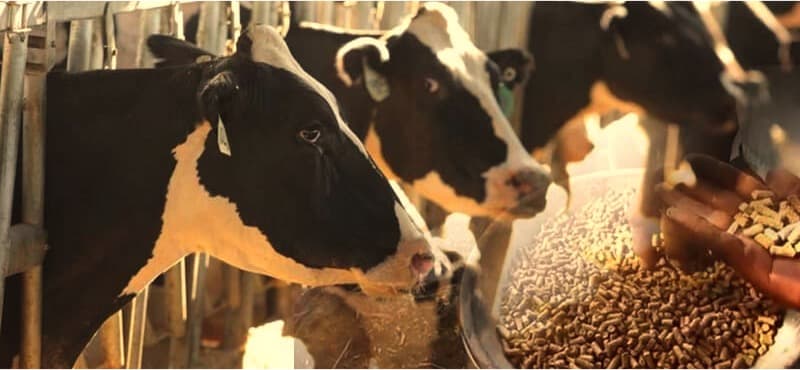 Dairy farmers urge CM Stalin to enhance subsidy for cattle feed