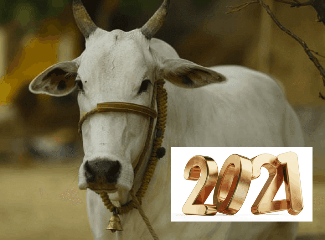 2021 is a turnaround year for the dairy industry and dairy farmers