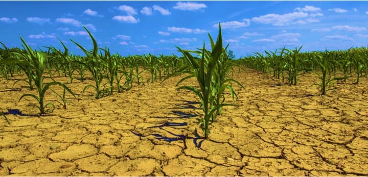 Indian agriculture must balance profits with sustainability