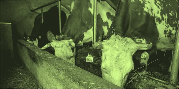 Subvention schemes need better targeting in livestock sector