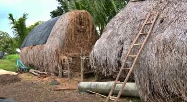 Karnataka’s ban on fodder puts dairy farmers in Wayanad in a fix