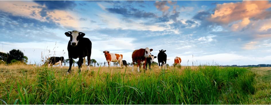 Milking the cash cow with carbon credits