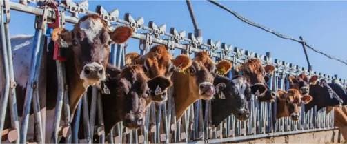 Meat, dairy and rice production will bust 1.5C climate target