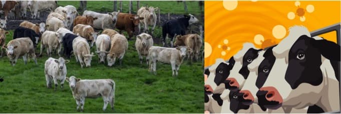 Methane emissions from 15 dairy & meat Cos rival those of the EU