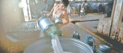 Milk price reaches Rs210 a litre in uncertain economic conditions