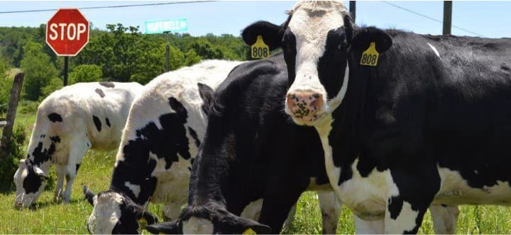 Dairy Cows and the Greenhouse Gas Myth