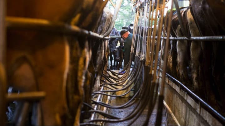 New milk fridge tech could see dairy farmers cut costs and carbon