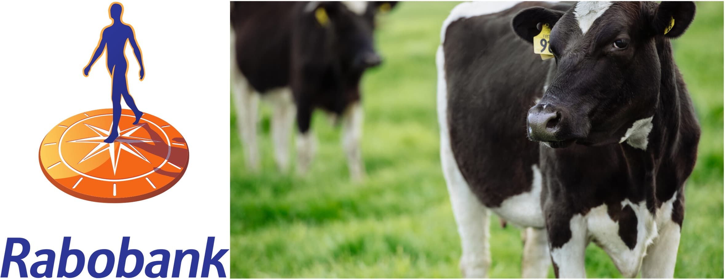 Global milk production still ‘growing’ – Rabobank : Agriland