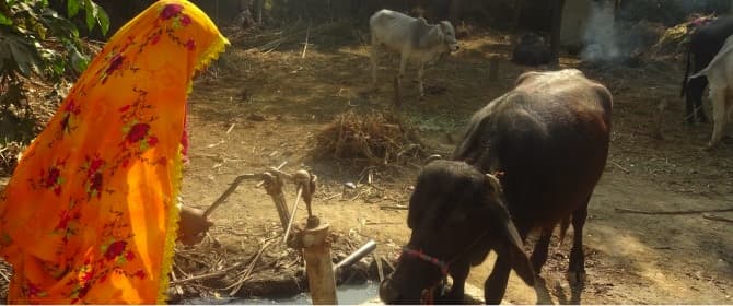 Do not ignore the role of the woman livestock farmer