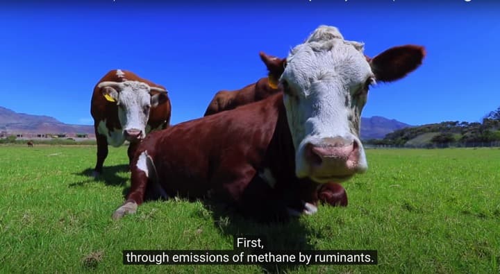 Stanford – How the meat and dairy sector resists competition