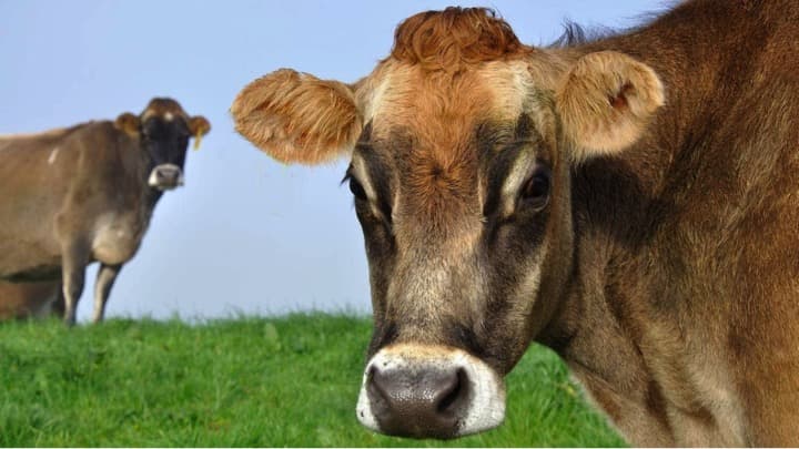 Welcome lift in global dairy prices, we’re not out of the woods yet