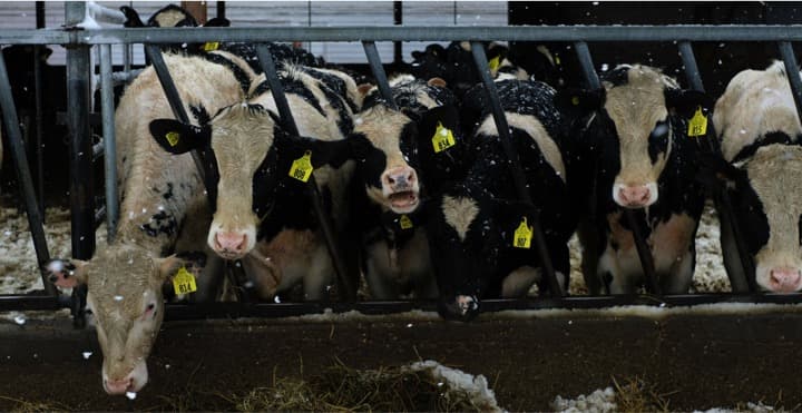 Dairy Giants Take First Steps to Tackle Planet-Warming Cow Burps