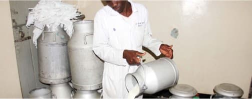 A farmers’ dilemma has the govt worried in Uganda