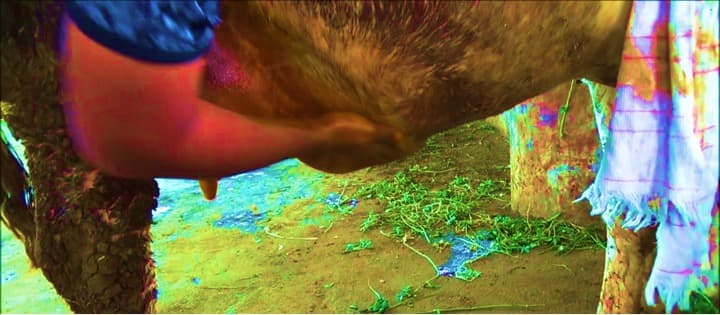 CSE report focuses on ethnoveterinary for AMR (Antimicrobial Resistance)